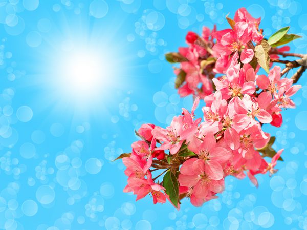 شکوفه درخت گیلاس بیش از پس زمینه آسمان آبی آفتابی گل های صورتی زیبا بهار بهار تمرکز انتخابی