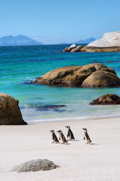 چهار پنگوئن کوچک در ساحل زیبا در ساحل طبیعت ساحلی تخته سنگ در نزدیکی کیپ تاون کیپ غربی آفریقای جنوبی کشته شد