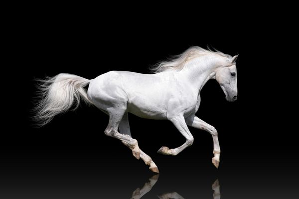 اسب سفید بر روی یک پس زمینه سیاه پوشیده می شود