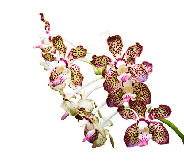 orchid بنفش نقطه ای جدا شده بر روی زمینه سفید