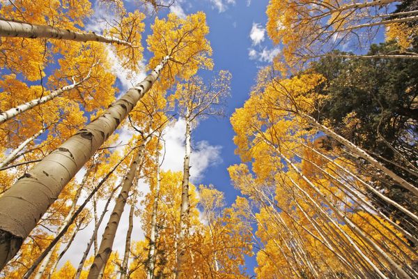 درختان آسپن با رنگ پاییز جنگل ملی سن جوان کلرادو ایالات متحده آمریکا