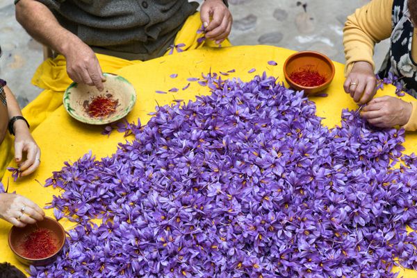 برداشت زعفران در مادیریدوس Toledo اسپانیا