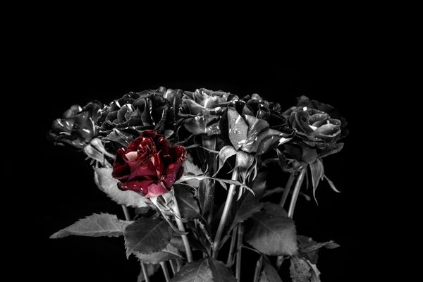 دسته گل رز در سیاه و سفید با تنها یک قرمز است