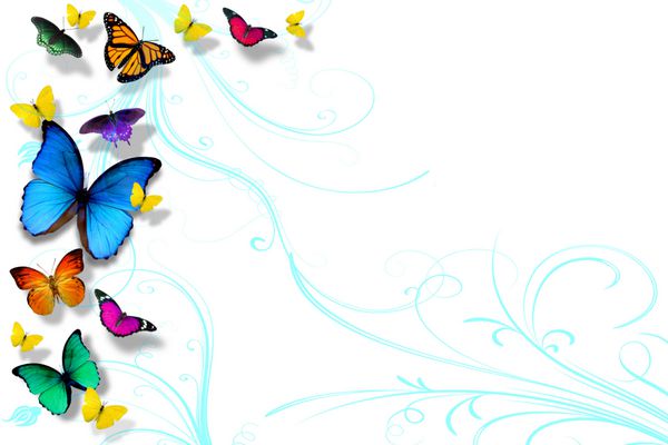 پروانه های رنگارنگ جدا شده بر روی سفید اتاق برای کپی