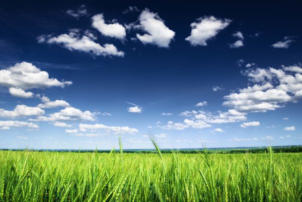 گندم در برابر آسمان آبی با ابرهای سفید صحنه کشاورزی
