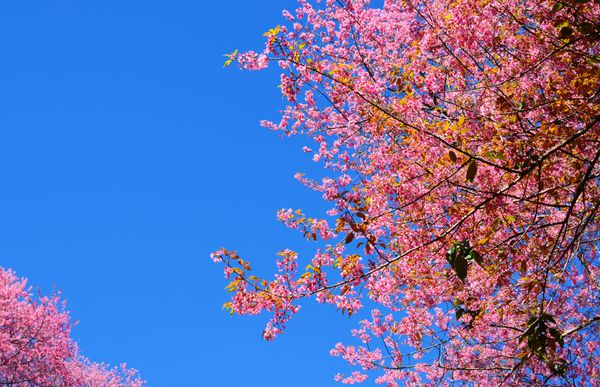 شکوفه های گیلاس شکوفه پر از شکوفه های آبی