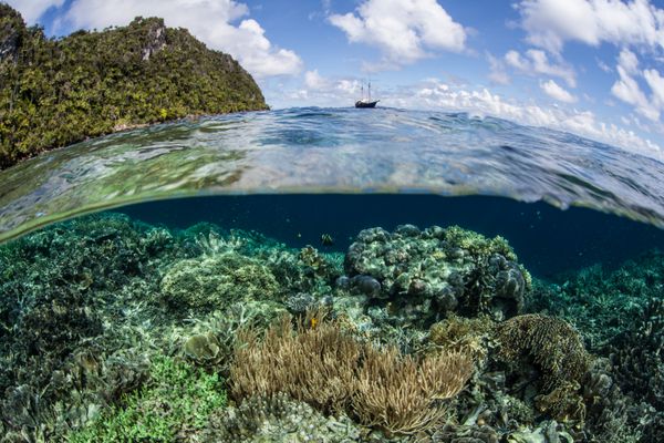 یک مرجان دریایی متنوع در نزدیکی جزیره سنگ آهک در Raja Ampat در اندونزی رشد می کند یک اسکنر Pinisi در لنگر در نزدیکی آب های عمیق قرار دارد