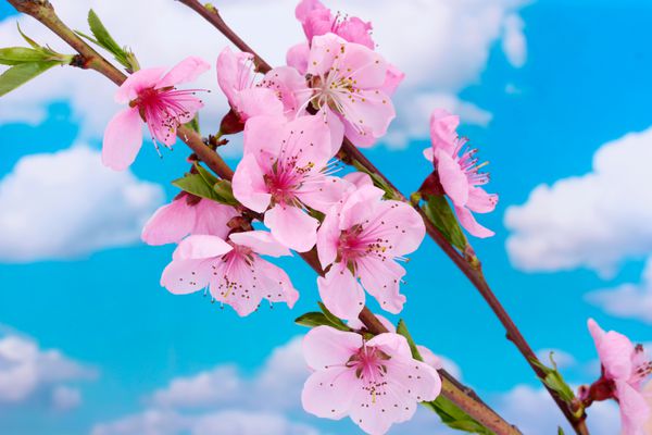 زیبا شکوفه هلو شکوفه های صورتی در پس زمینه آبی رنگ
