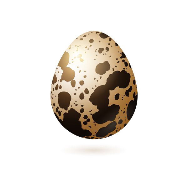 تخم مرغ بلدرچین بر روی زمینه سفید جدا شده است تصویر برداری
