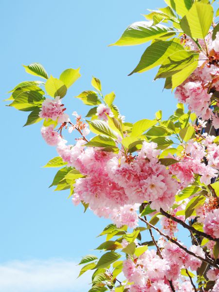 شکوفه گیلاس ژاپنی بهار