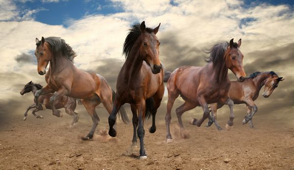 پنج اسب ناپاک غیرقابل تحمل