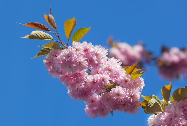 شاخه بهار با گل های صورتی
