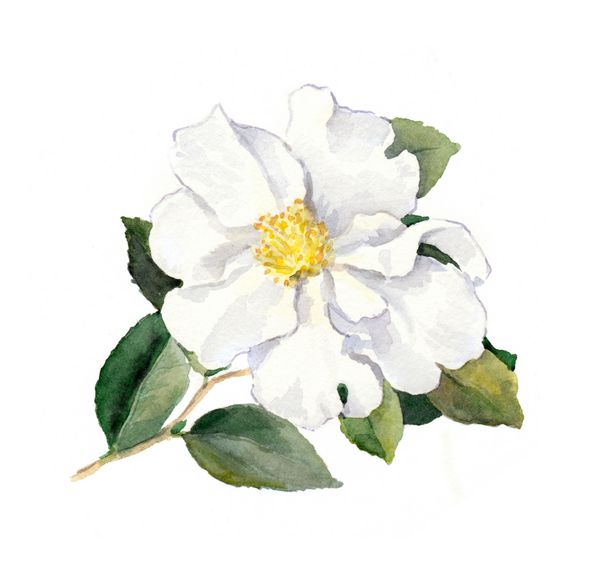 گل سفید تصویر گیاه شناسی آبرنگ