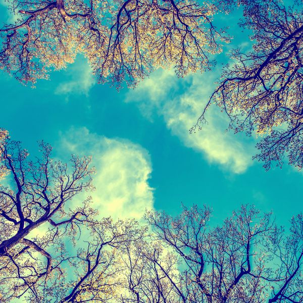 شاخه های سبز با رنگ سبز سبک در یک چوب و آبی آسمان