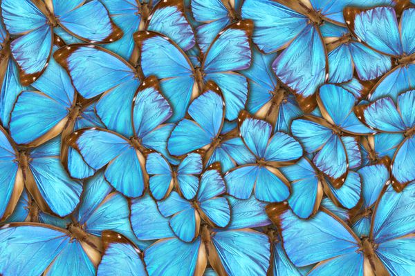 پروانه انتزاعی پروانه گرمسیری مورفو مینولوس