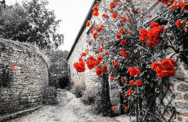 بوته های رز سرخ در نزدیکی خانه روستایی قدیمی بریتنی فرانسه تعطیلات در زمینه حومه عکس ساله