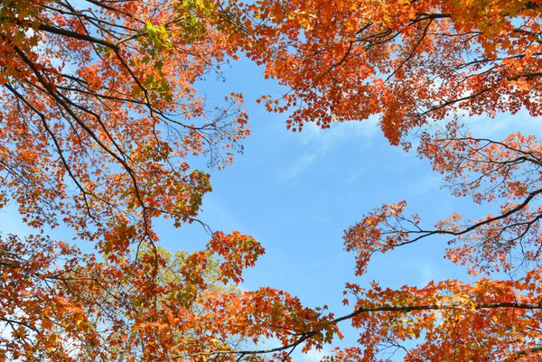 برگ های پاییز از درختان افرا با پس زمینه آبی برگ