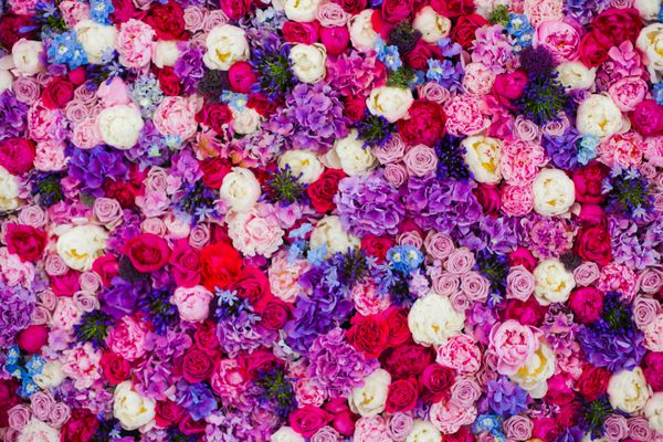 دیوار زیبا ساخته شده از گل بنفش بنفش قرمز گل رز لاله دیوار مطبوعات پس زمینه پس زمینه روز ولنتاین
