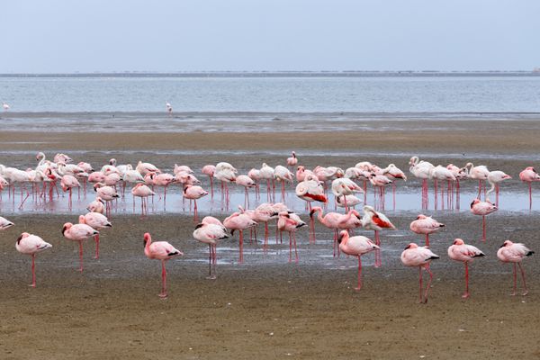 مستعمره بزرگ Rosy Flamingo در Walvis Bay Namibia Overcast حیات وحش واقعی