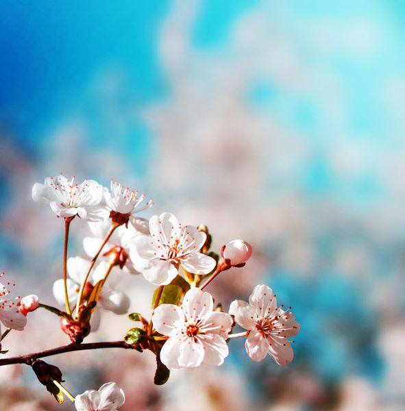 درخت شکوفه بیش از پس زمینه طبیعت گل بهار زمینه بهار