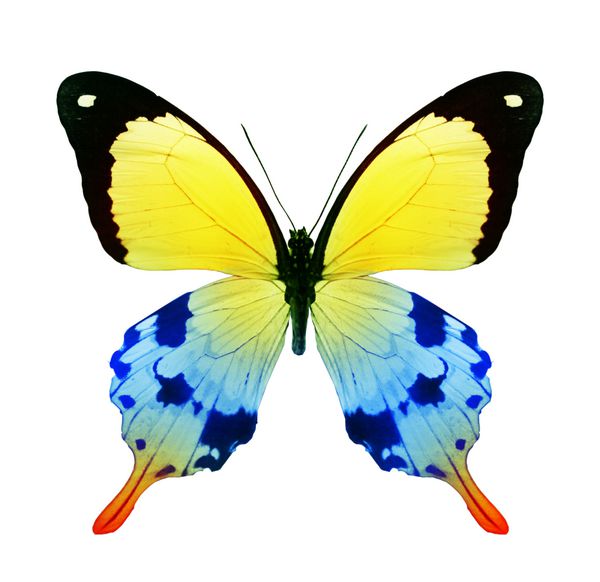 پروانه رنگ جدا شده بر روی سفید