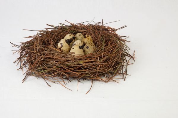 لانه پرنده ساخته شده از سوزن چوب کاج با تخم مرغ بلدرچین با زمینه سفید مجزا شده است