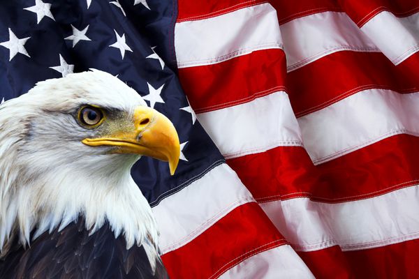 عقاب بال عقاب آمریکای شمالی در پرچم آمریکا