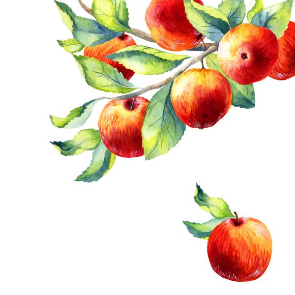 آبرنگ شاخه میوه سیب در زمینه سفید
