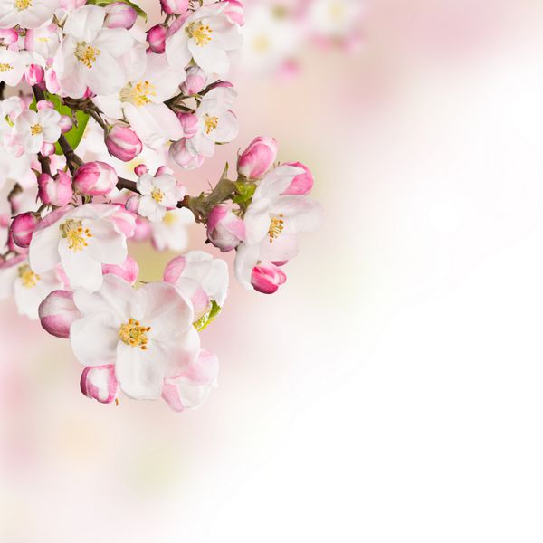 شکوفه های بهار بر روی زمینه سفید فضای آزاد برای متن