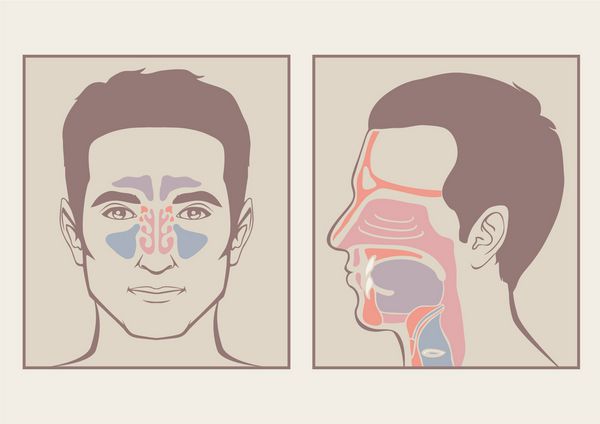 بینی آناتومی گلو دهان انسان سیستم تنفسی