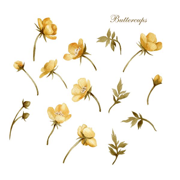 گل گل طلایی آبرنگ می تواند به عنوان کارت تبریک کارت دعوت برای عروسی تولد و دیگر زمینه تعطیلات و تابستان استفاده شود