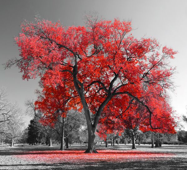 درخت سرخ بزرگ در چشم انداز سیاه و سفید