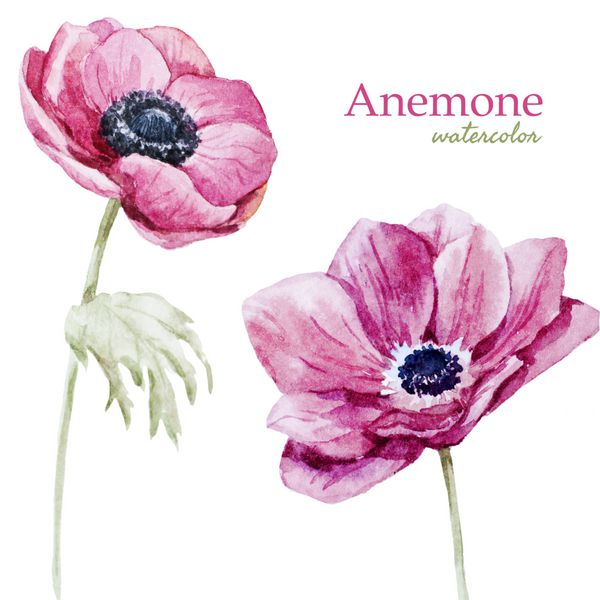 Anemone آبرنگ گل صورتی