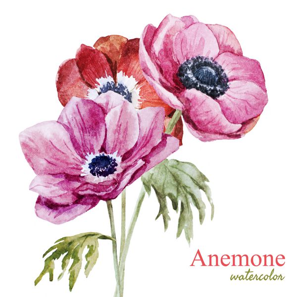 Anemone آبرنگ گل