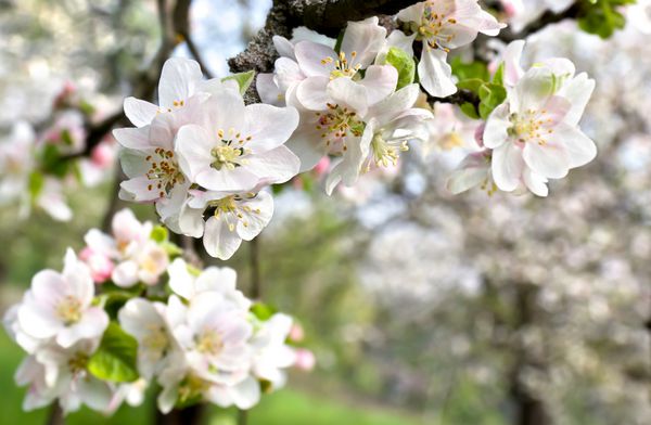 درخت سیب شکوفه در زمان بهار