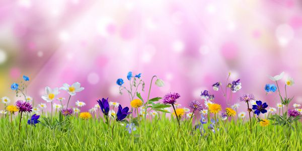 چمنزاری بهاره با گل های وحشی آفتابی و زمینه های طبیعت