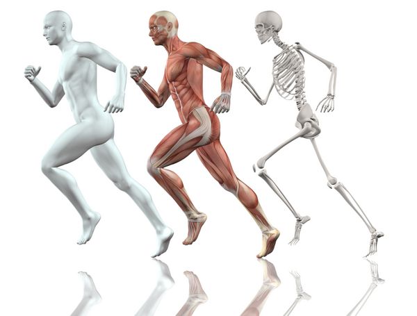 مرد مرد 3D با پوست نقشه اسکلت و عضله در حال اجرا است
