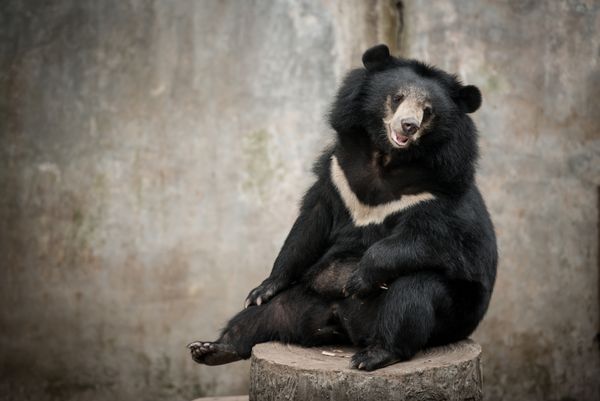 خرس سیاه آسیایی خرس سیاه و سفید Selenarctos Thibetanus در خرگوش در باغ وحش نشسته است