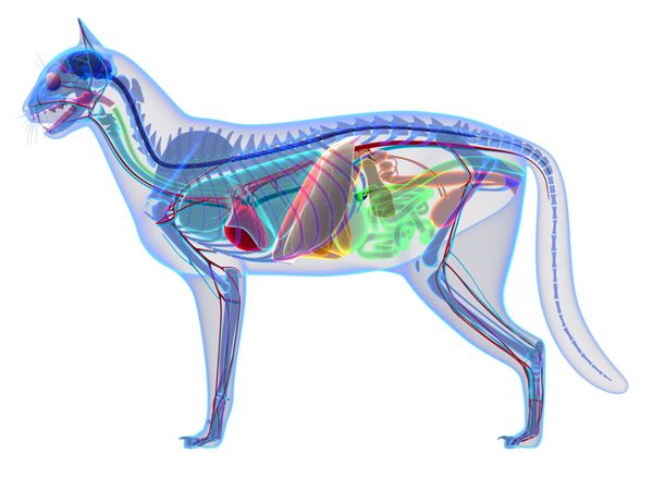 آناتومی ارگان های داخل بدن گربه
