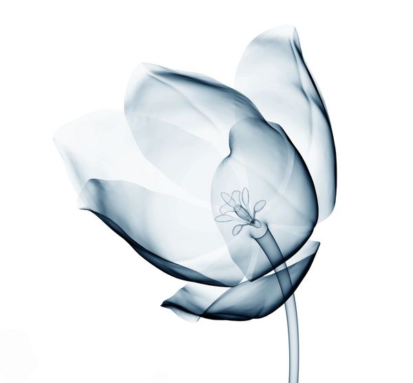 تصویر اشعه ایکس از یک گل جدا شده بر روی سفید تصویر 3d tulip