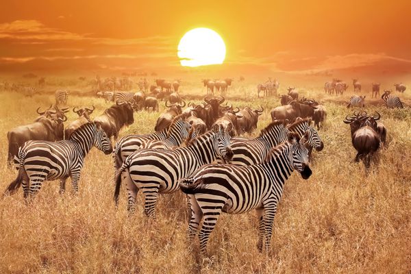 گورخر در غروب خورشید در پارک ملی Serengeti آفریقا تانزانیا
