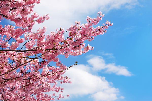 شکوفه شاخه های درخت گیلاس در یک آسمان آبی ابرقهرمان