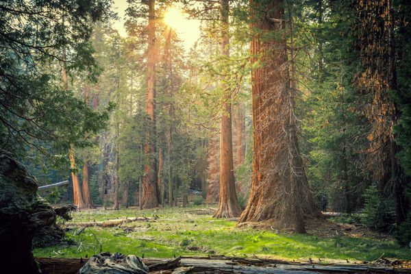 غروب خورشید در جنگل Sequoia پارک ملی سکویا کالیفرنیا
