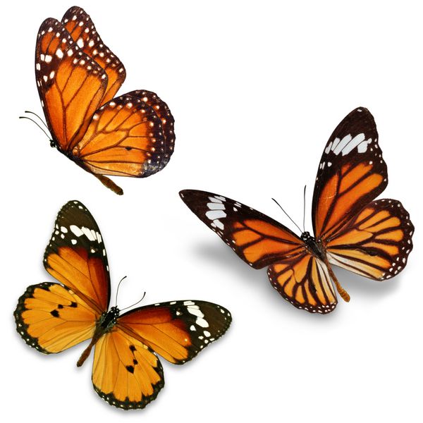 سه پروانه پادشاهی جدا شده بر روی زمینه سفید