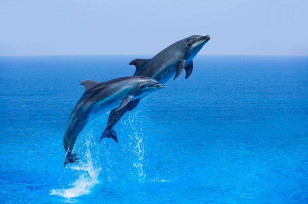 زن و شوهر پریدن از دلفین ها دریای آبی و آسمان