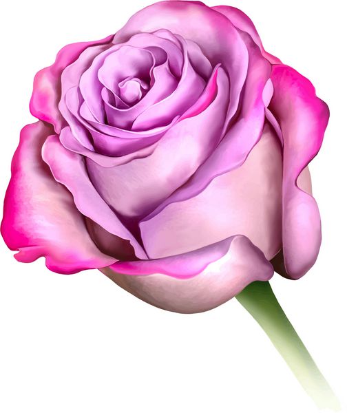 بنفش آبی گل رز و زیبا و گل رز جوانه جدا شده بر روی زمینه سفید تصویر برداری
