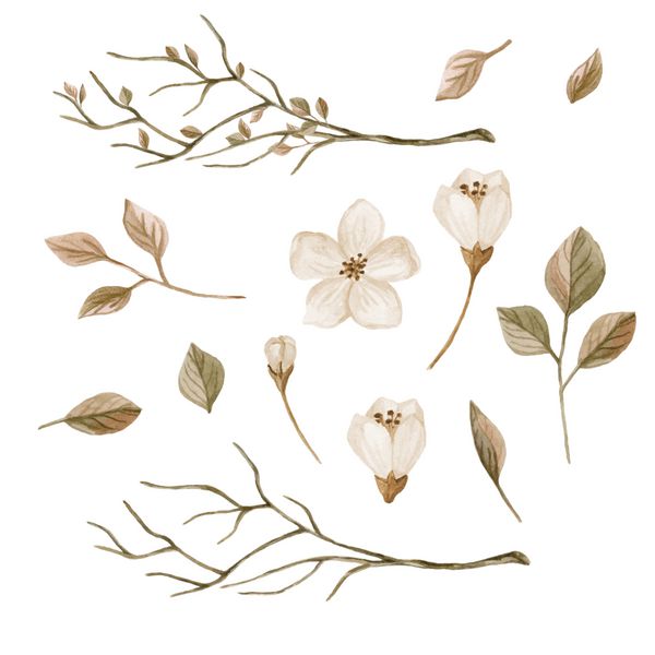 عناصر گل آبرنگ مجموعه شاخه ها برگ ها و گل های دست کشیده شده تصویر آبرنگ در سبک یکپارچهسازی با سیستمعامل