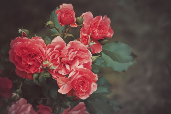 beautiful red roses vintage nature background valentine