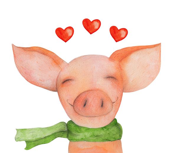 خوک پرتره در روسری سبز با قلب عشق تصویر آبرنگ طراحی دست