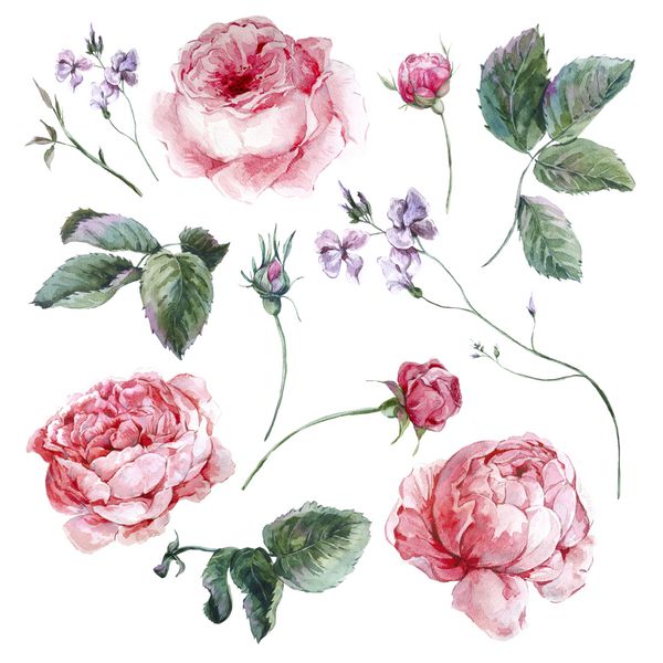 مجموعه گل های آبرنگ مجموعه ای از گل رز برگ گل ها و گل های ولنتاین تصویر آبرنگ جدا شده بر روی زمینه سفید
